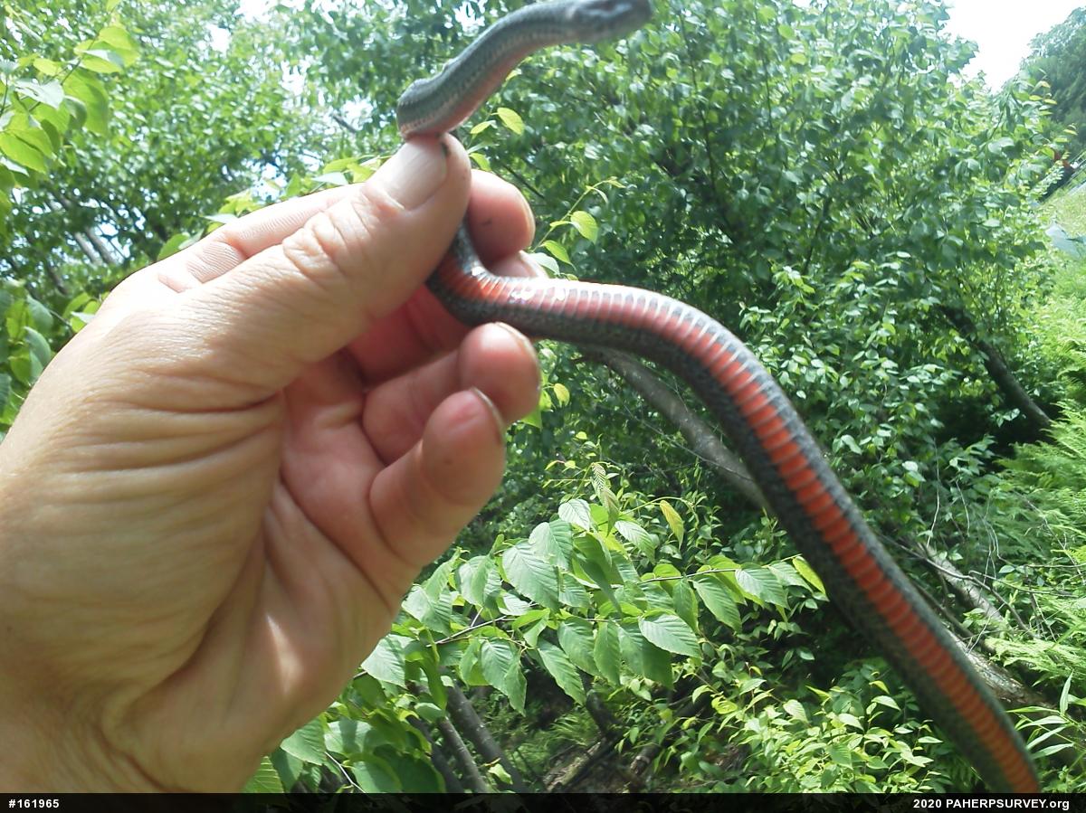 Red-bellied Snake