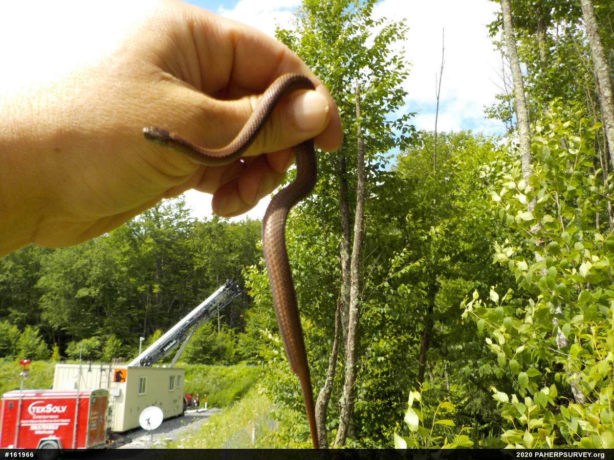 Red-bellied Snake