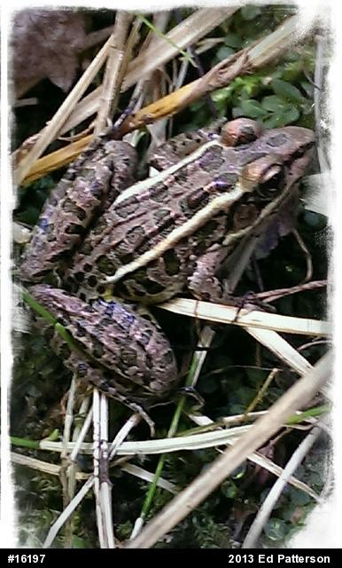 Pickerel Frog