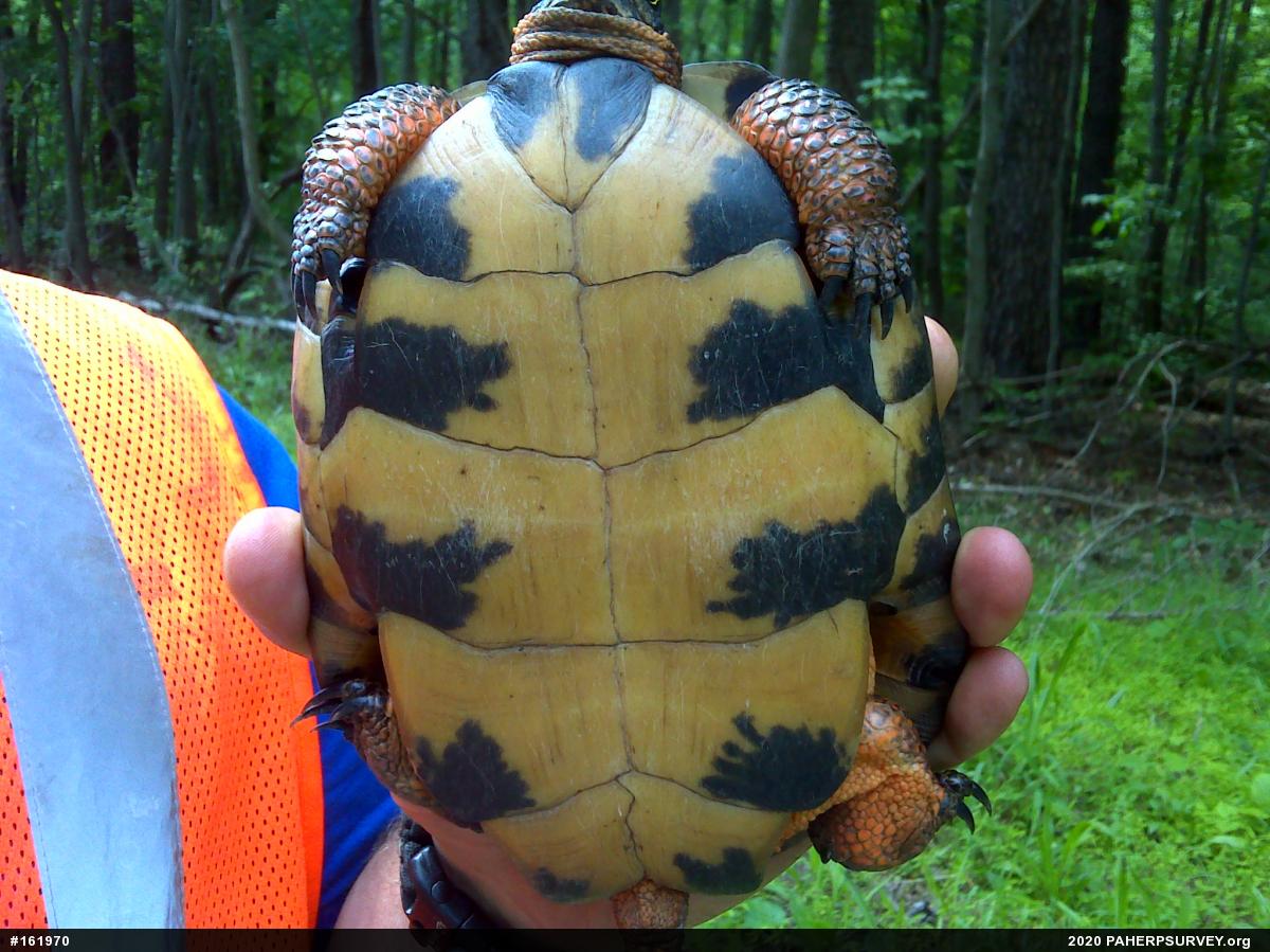Wood Turtle