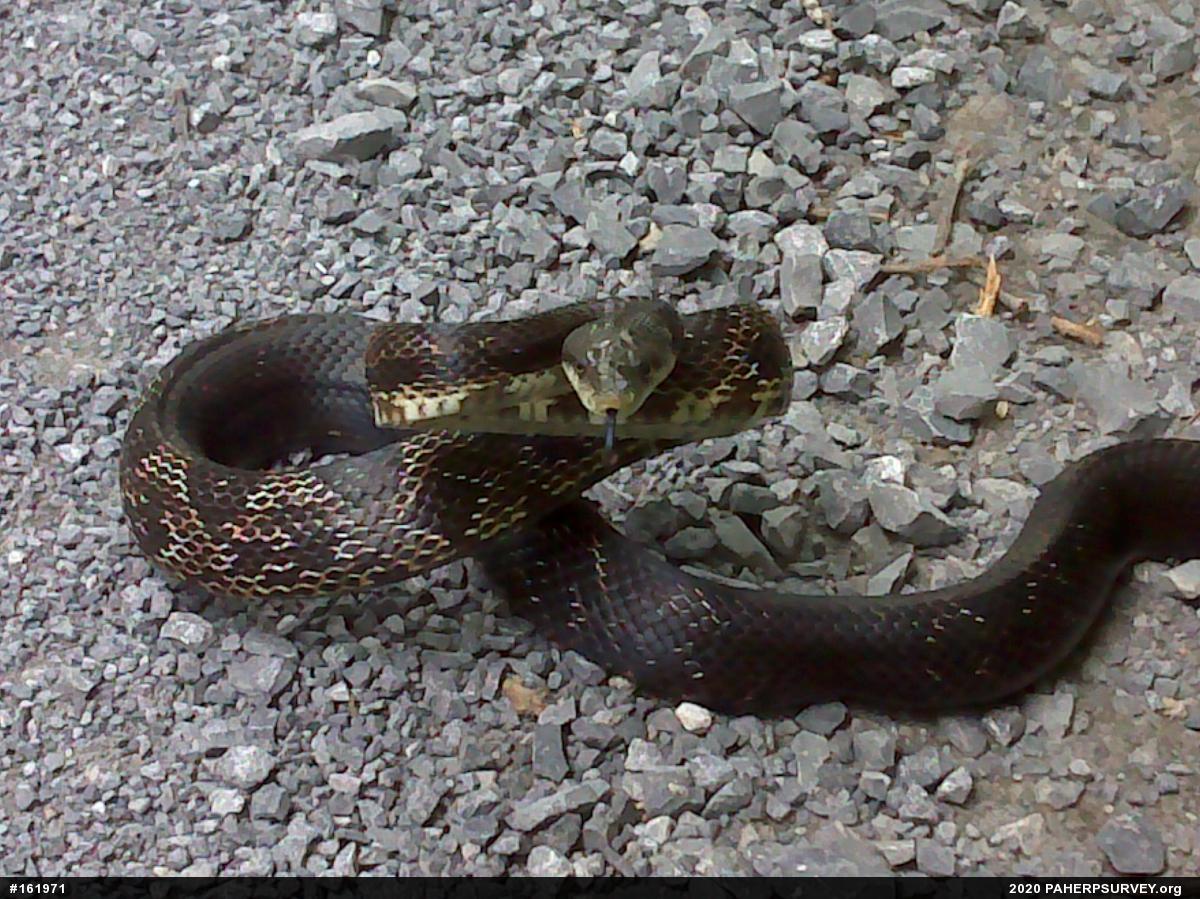 Eastern Ratsnake