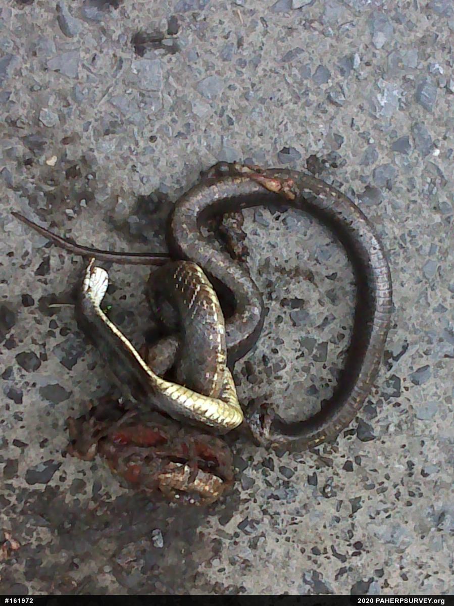 Eastern Ratsnake