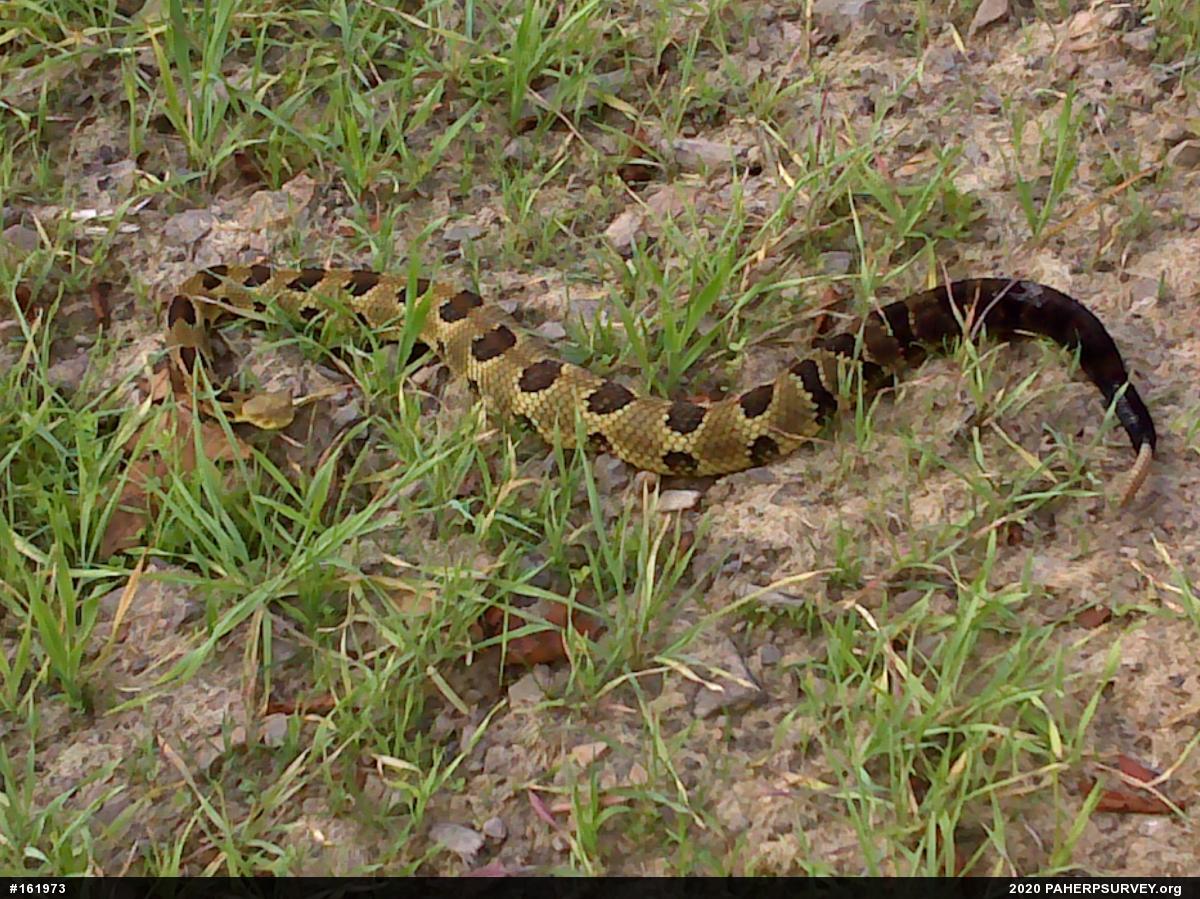 Timber Rattlesnake
