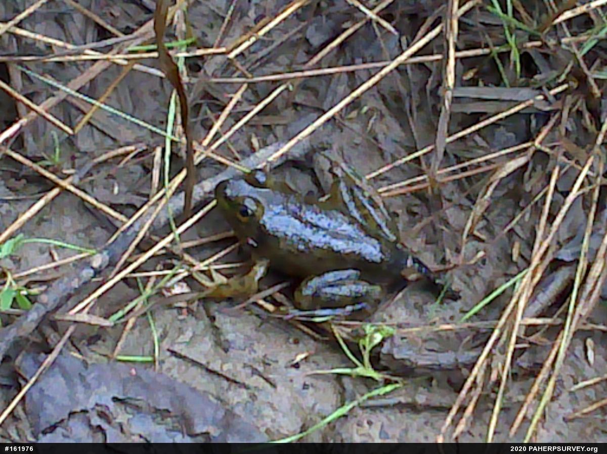 American Bullfrog