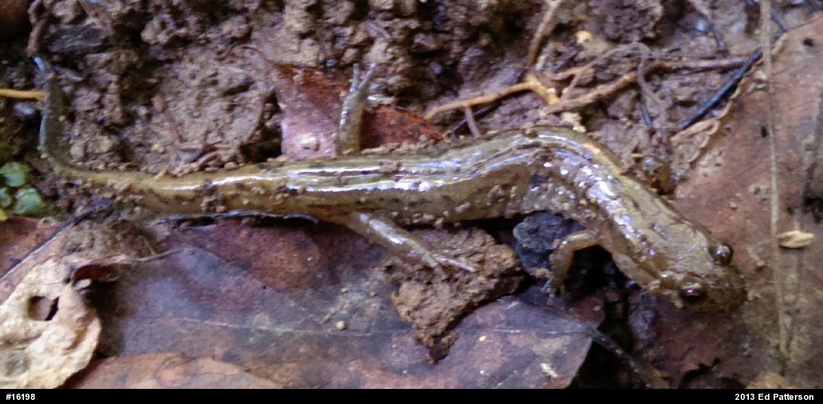 Northern Dusky Salamander