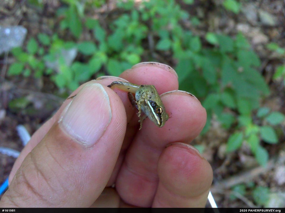 Wood Frog