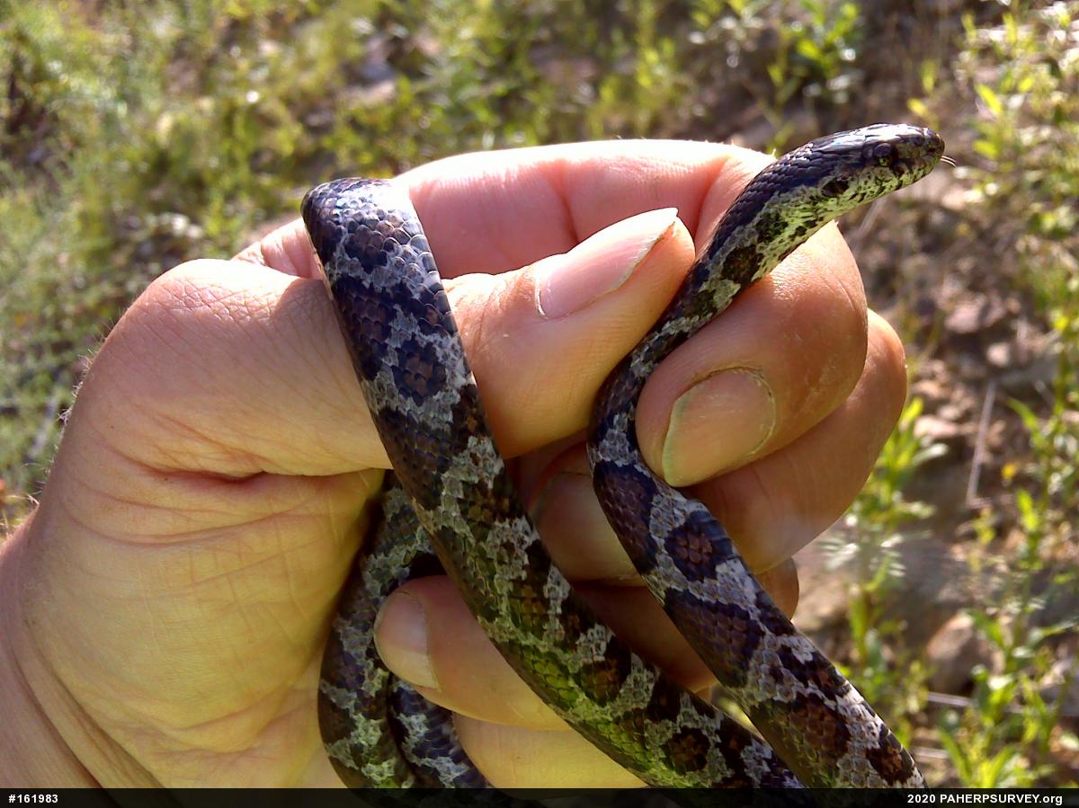 Eastern Milksnake