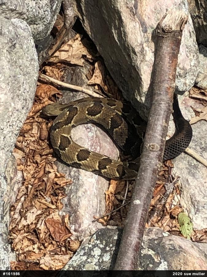 Timber Rattlesnake