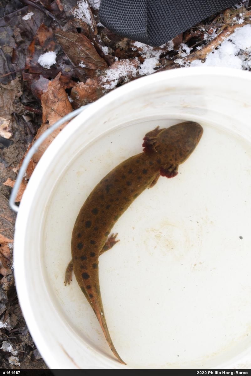 Common Mudpuppy