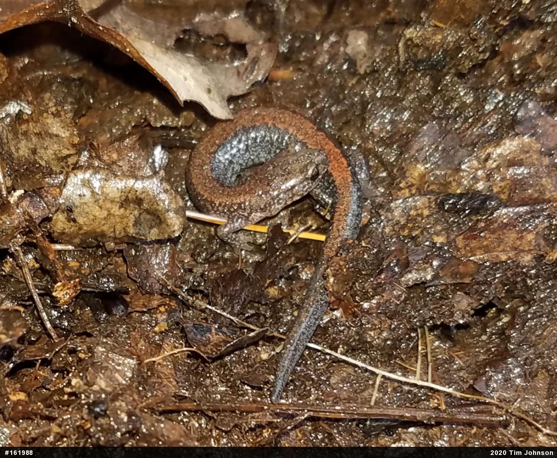 Eastern Red-backed  Salamander