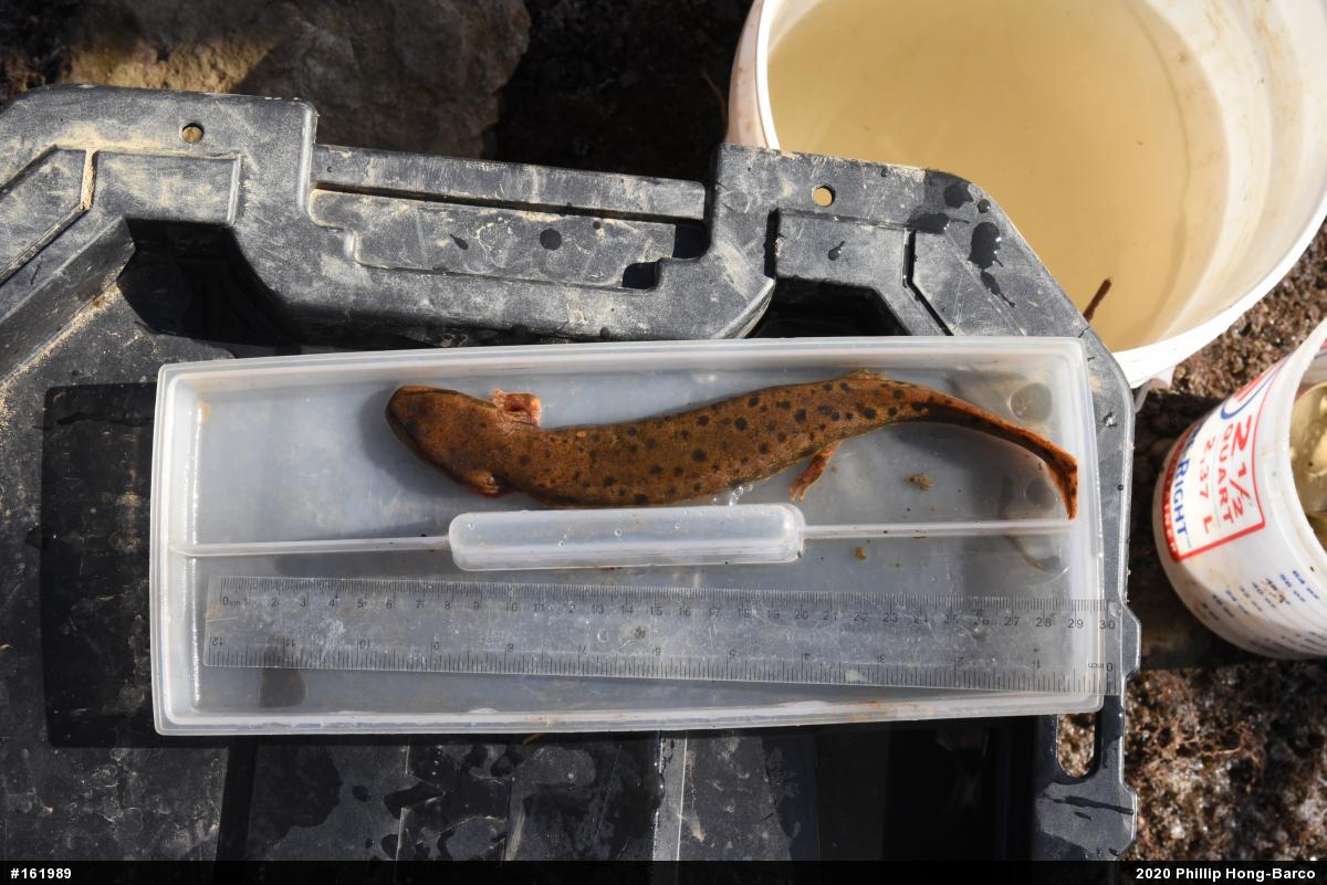 Common Mudpuppy