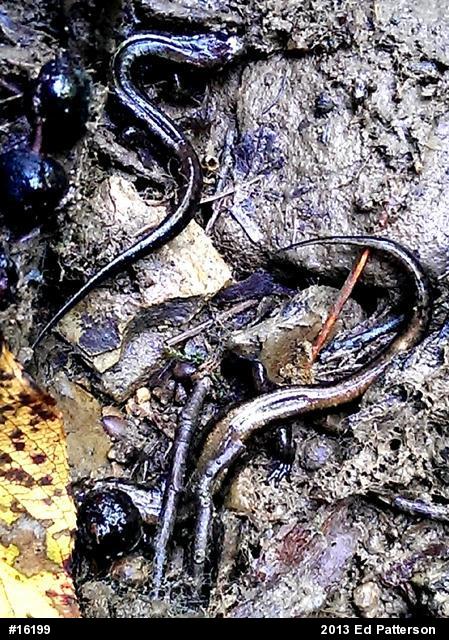Allegheny Mountain Dusky Salamander