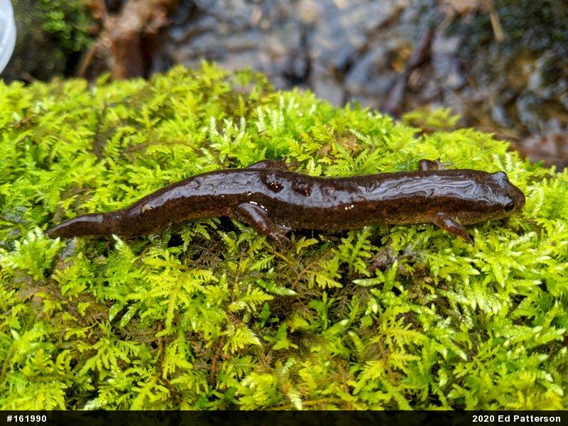 Northern Dusky Salamander