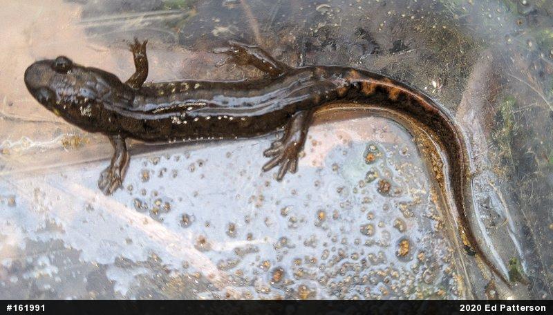 Seal Salamander
