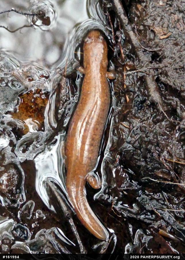 Northern Spring Salamander