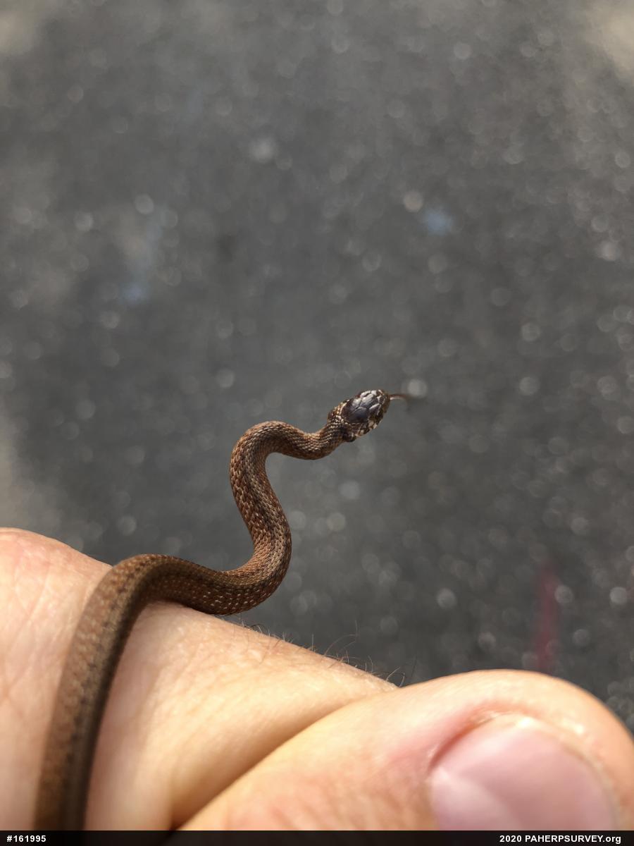 Dekay's Brownsnake