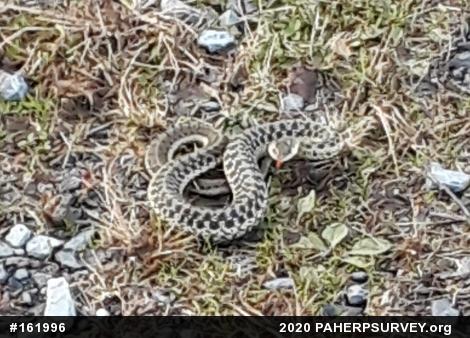 Eastern Gartersnake