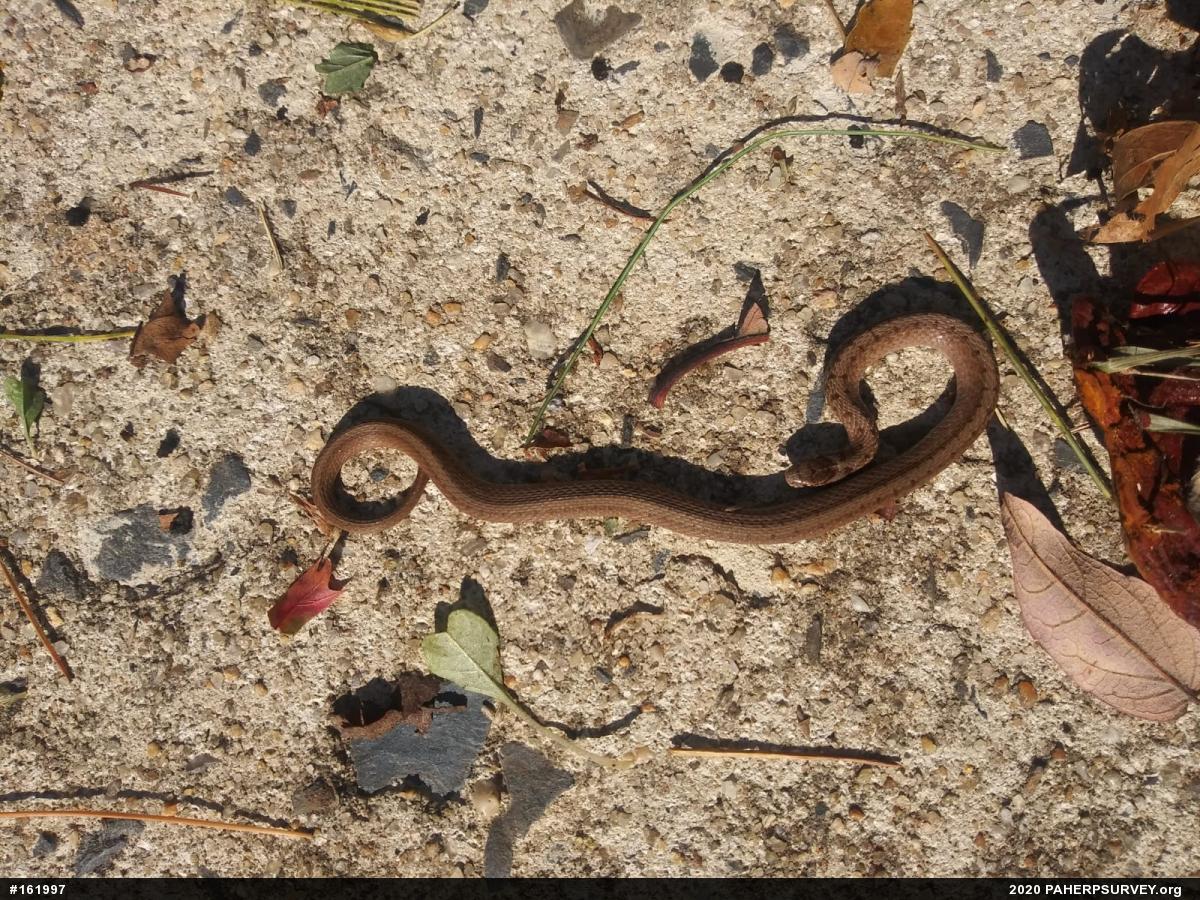 Dekay's Brownsnake
