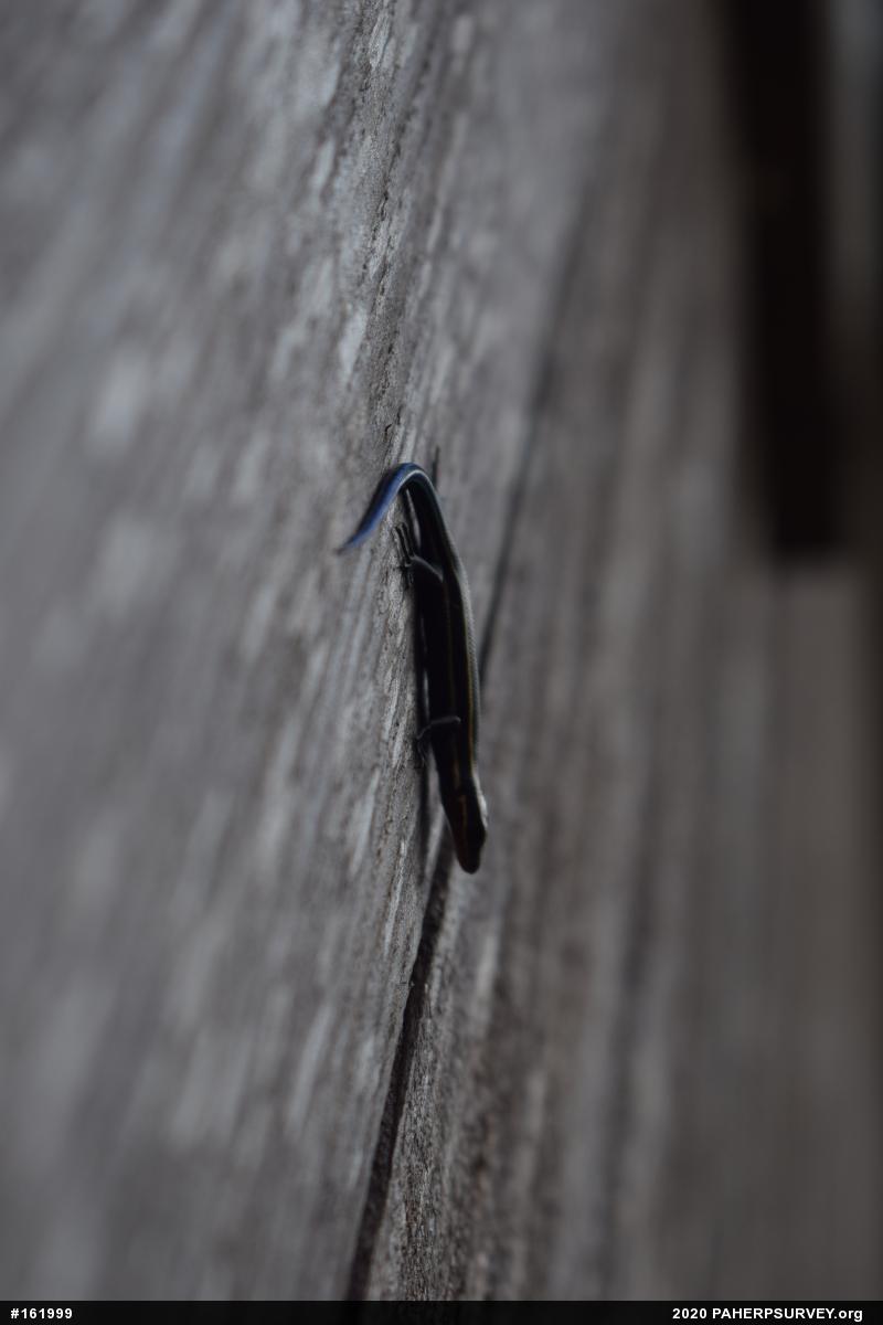 Common Five-lined Skink