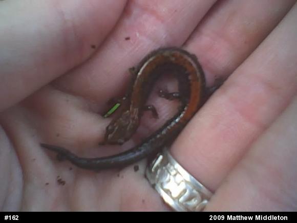 Eastern Red-backed  Salamander