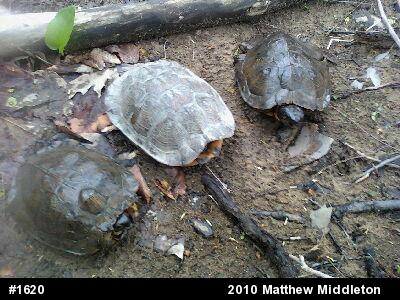 Wood Turtle