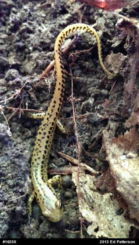 Eastern Long-tailed Salamander