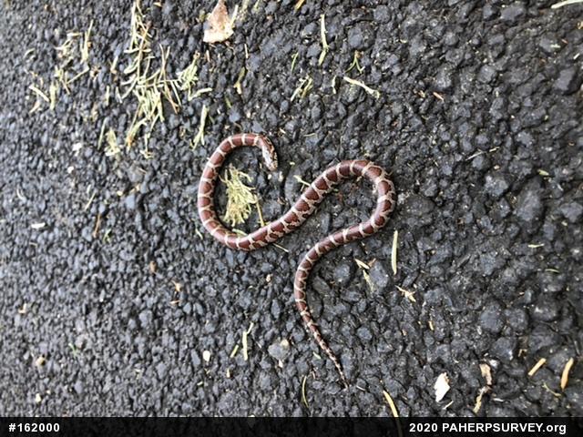 Eastern Milksnake