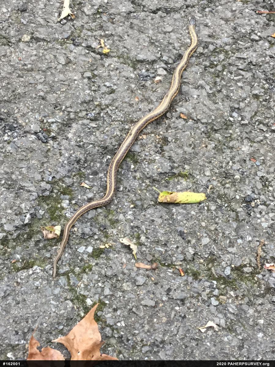 Eastern Gartersnake