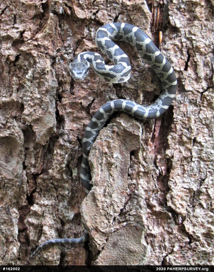 Eastern Ratsnake