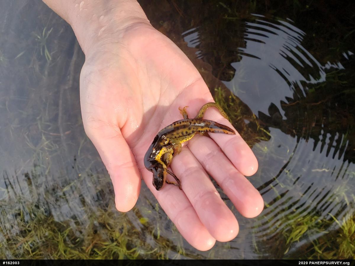 Red-spotted Newt