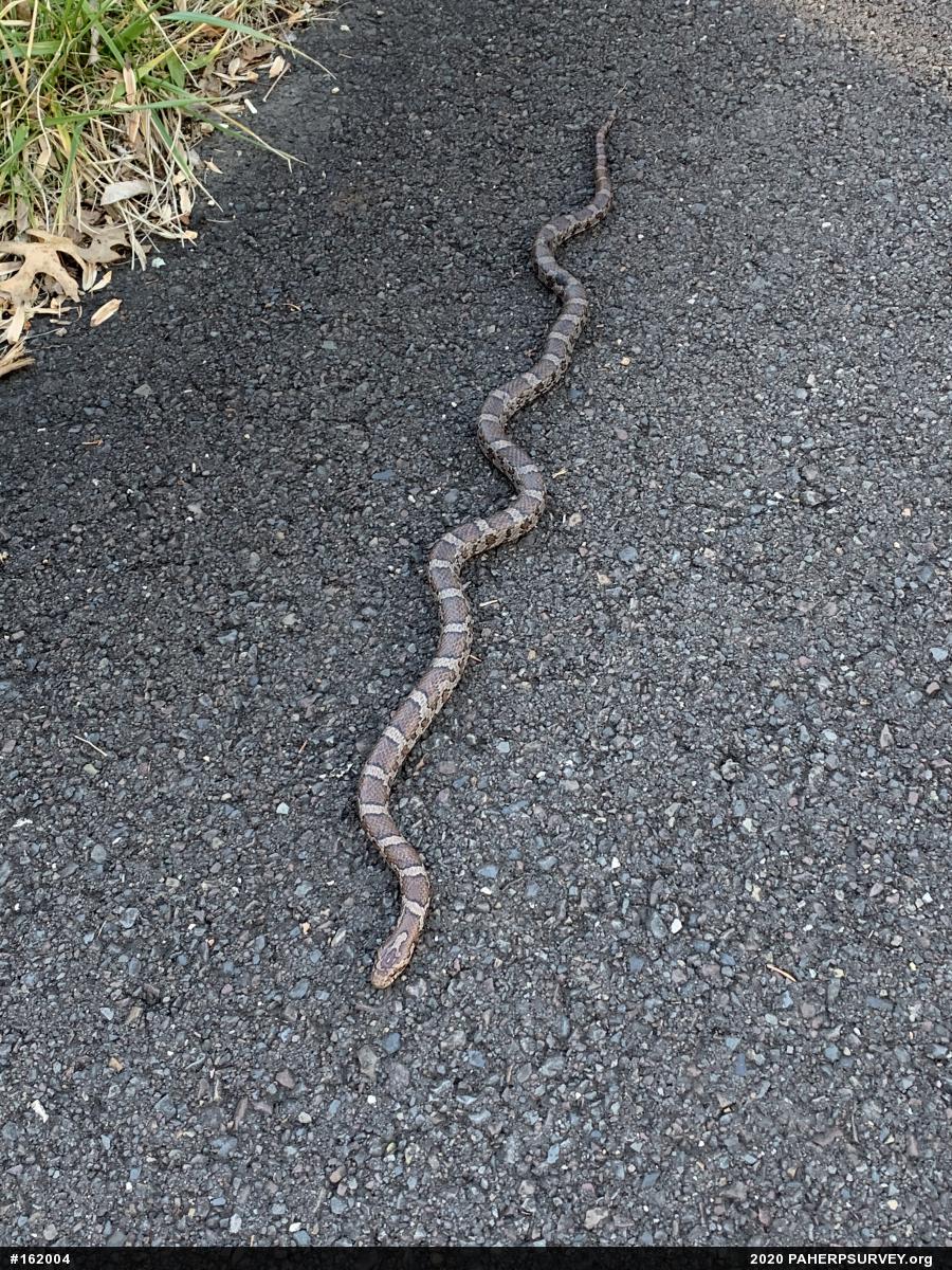 Eastern Milksnake