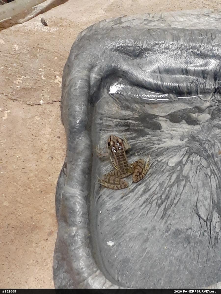 Pickerel Frog