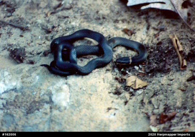 Northern Ring-necked Snake