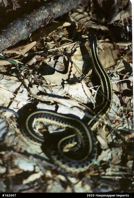 Eastern Gartersnake