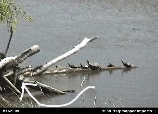 Northern Map Turtle