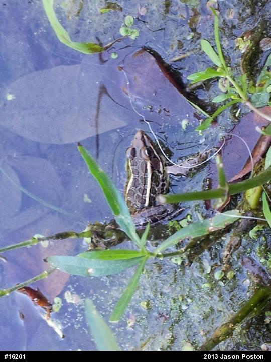Pickerel Frog