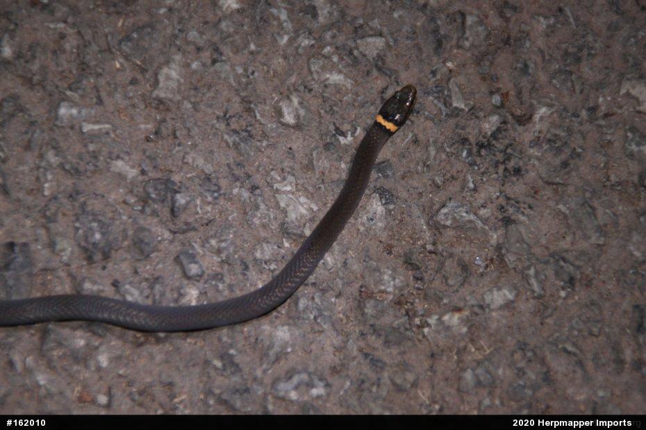 Northern Ring-necked Snake