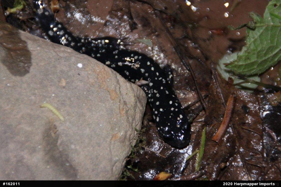 Northern Slimy Salamander