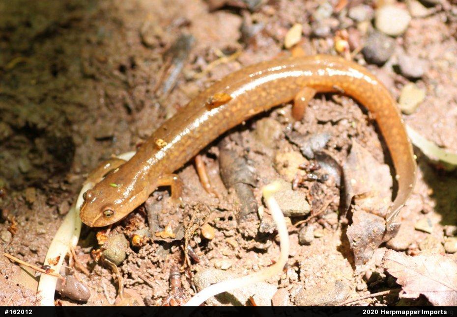 Northern Spring Salamander