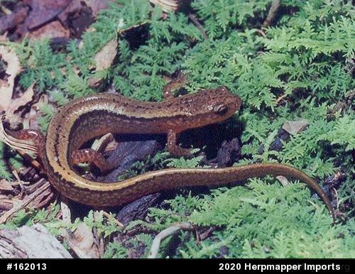 Northern Two-lined Salamander