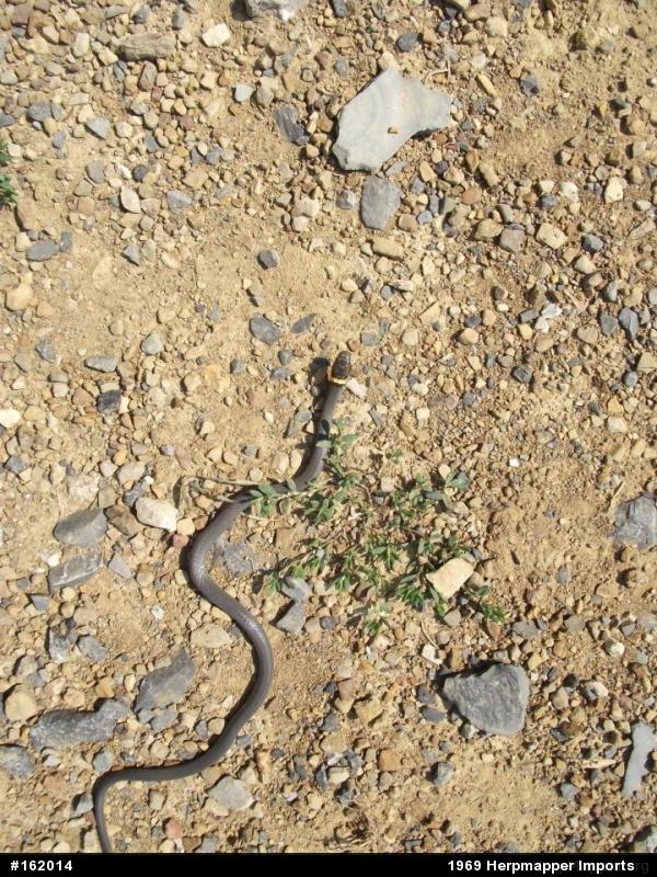 Northern Ring-necked Snake