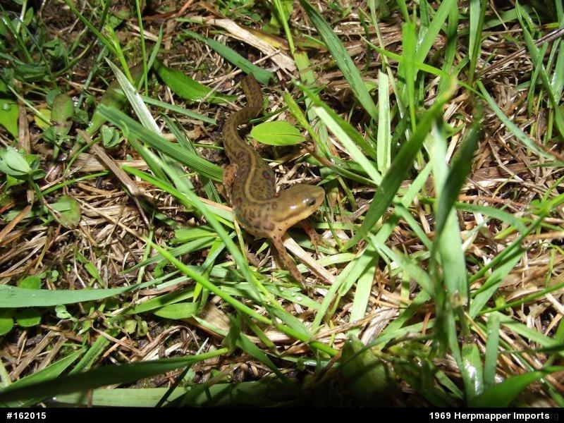 Red-spotted Newt