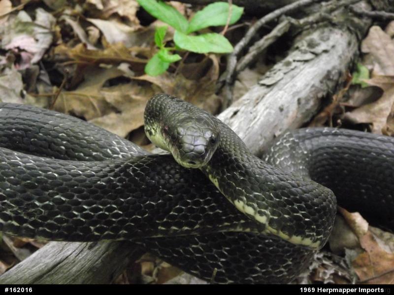 Eastern Ratsnake