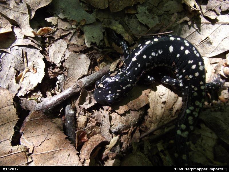 Northern Slimy Salamander