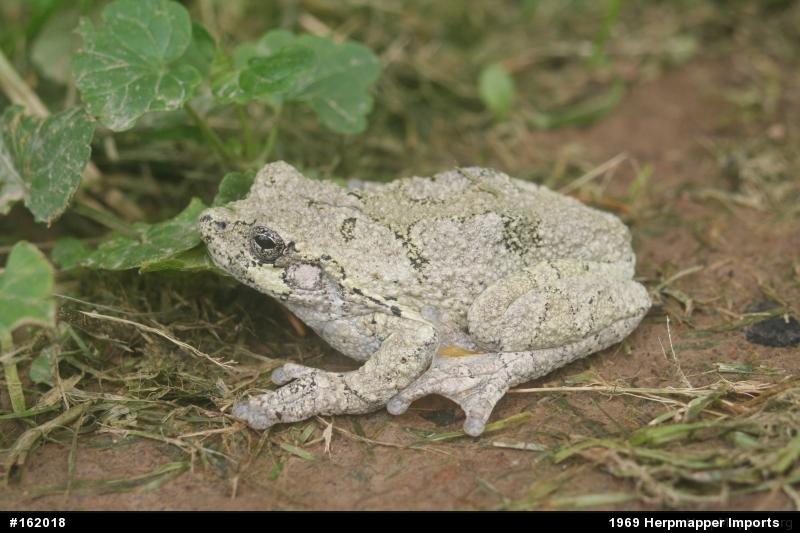 Unknown Gray Treefrog