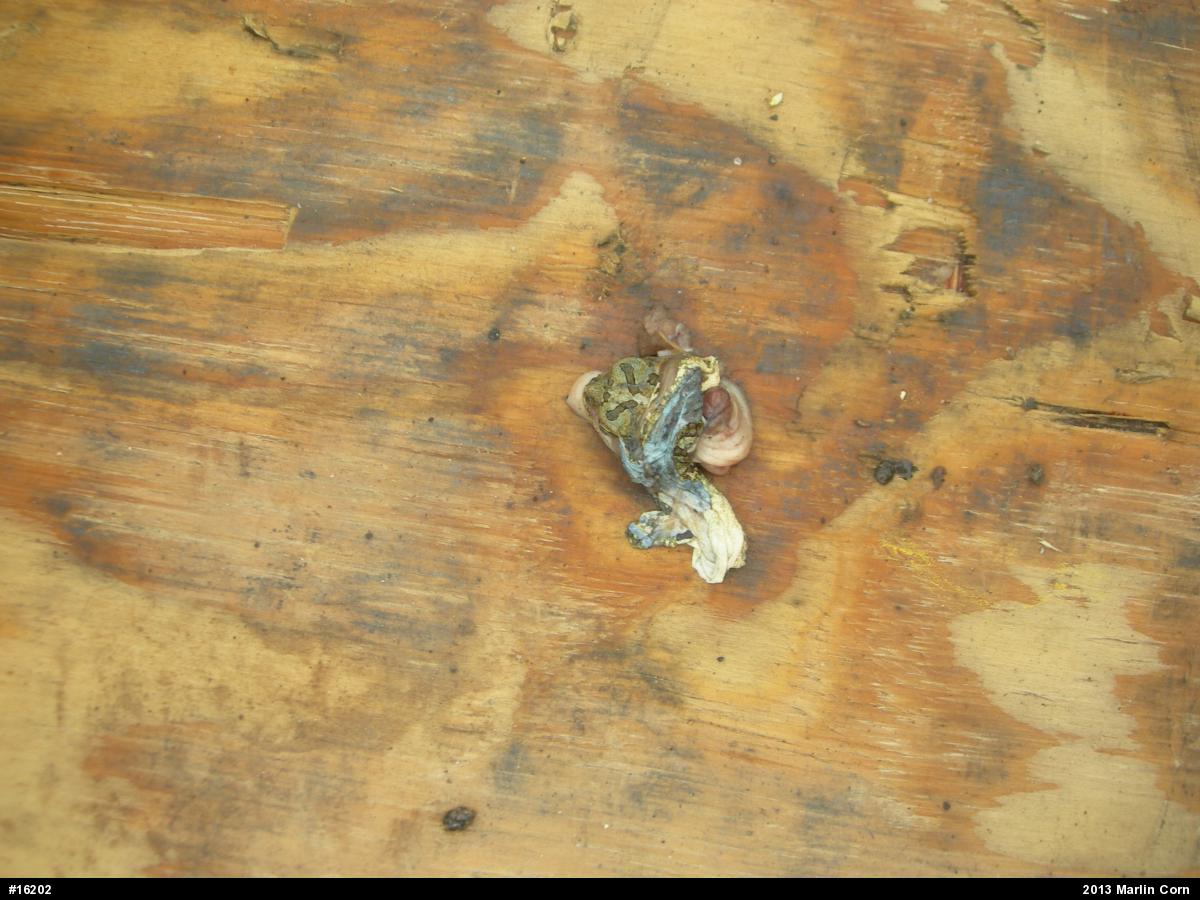 Fowler's Toad
