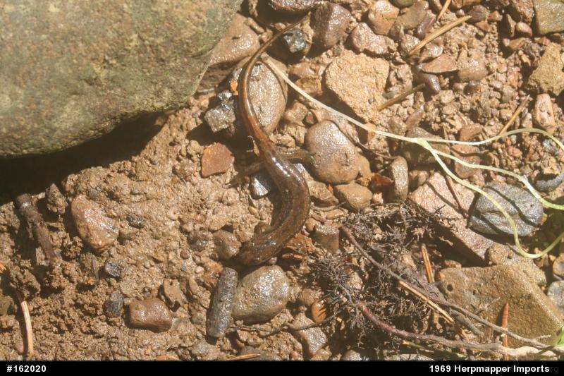 Northern Dusky Salamander