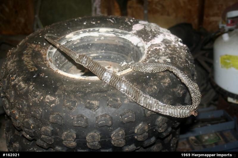 Eastern Ratsnake