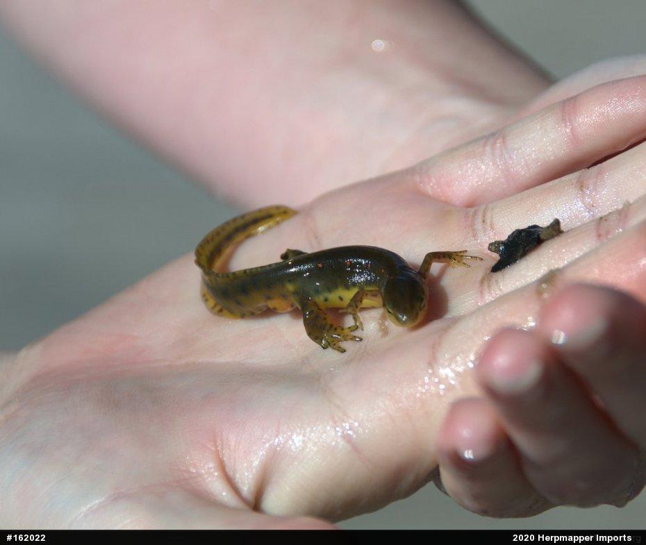 Red-spotted Newt