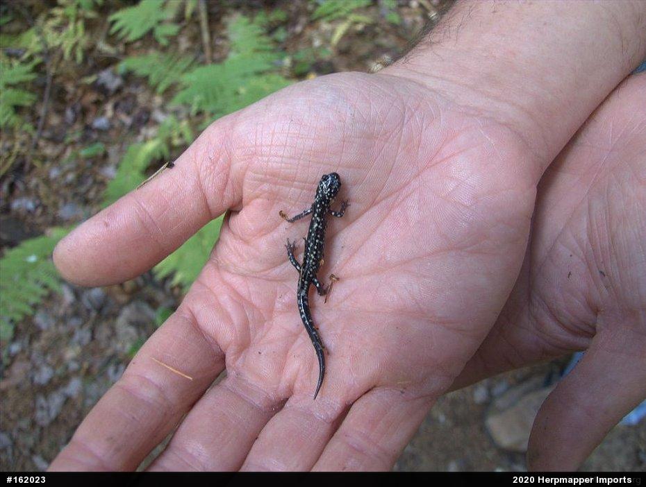 Northern Slimy Salamander